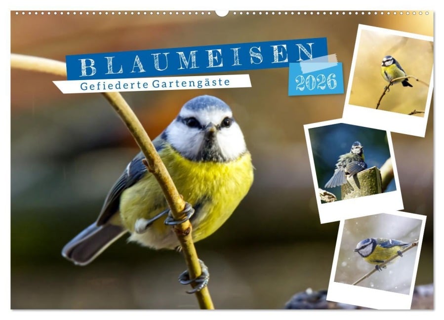 Gefiederte Gartengäste, Blaumeisen (Wandkalender 2026 DIN A2 quer), CALVENDO Monatskalender - Sabine Löwer
