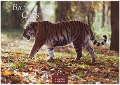 Big Cats 2025 L 35x50cm - 