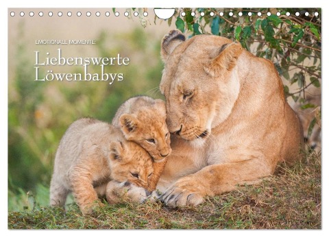 Emotionale Momente: Liebenswerte Löwenbabys (Wandkalender 2025 DIN A4 quer), CALVENDO Monatskalender - Ingo Gerlach GDT