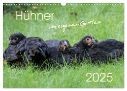 Hühner im eigenen Garten (Wandkalender 2025 DIN A3 quer), CALVENDO Monatskalender - Nicole Stephan