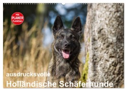 Cover-Bild zum Titel 'ausdrucksvolle Holländische Schäferhunde (Wandkalender 2026 DIN A2 quer), CALVENDO Monatskalender' von 'Fotodesign Verena Scholze'