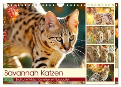 Cover-Bild zum Titel 'Savannah Katzen. Exotische Wildschönheiten im Naturgarten (Wandkalender 2026 DIN A4 quer), CALVENDO Monatskalender' von 'Rose Hurley'