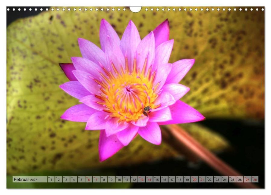 InsideView 4