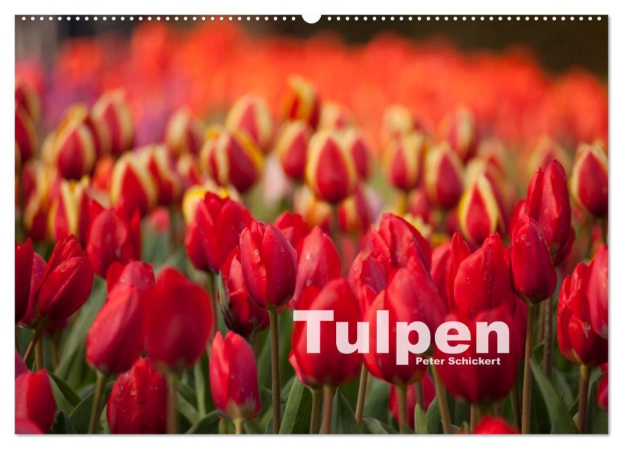Tulpen (Wandkalender 2026 DIN A2 quer), CALVENDO Monatskalender - Peter Schickert