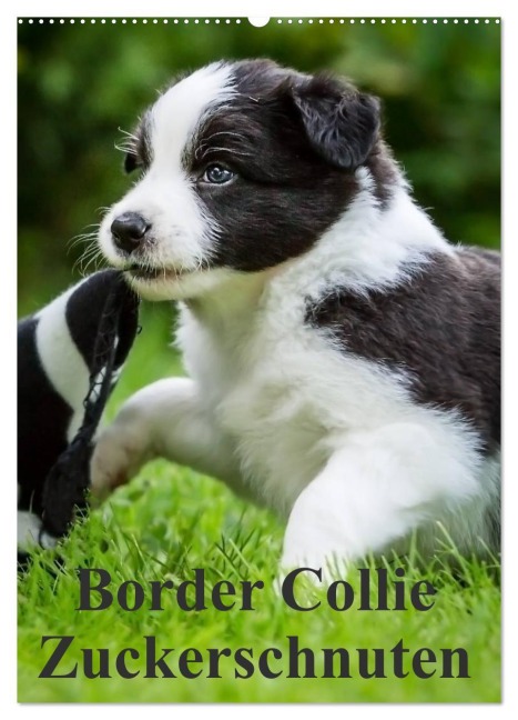 Border Collie Zuckerschnuten (Wandkalender 2026 DIN A2 hoch), CALVENDO Monatskalender - Andrea Mayer