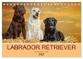Labrador Retriever - Ein Freund für¿s Leben (Tischkalender 2025 DIN A5 quer), CALVENDO Monatskalender - Sigrid Starick