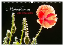 Cover-Bild zum Titel 'Mohnblumen - rote Schönheiten (Wandkalender 2026 DIN A3 quer), CALVENDO Monatskalender' von 'Meike Bölts'