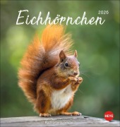 Eichhörnchen Postkartenkalender 2026 - 