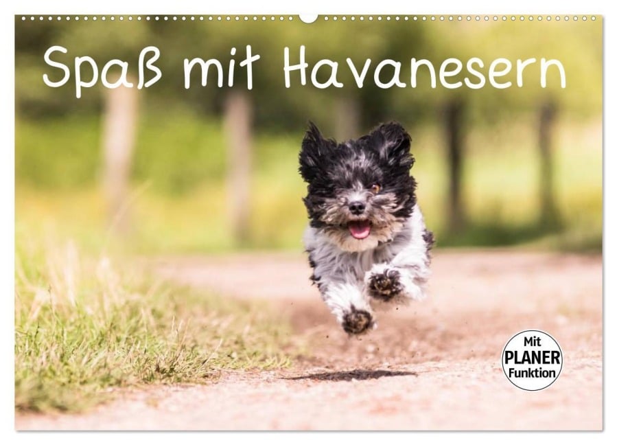 Spaß mit Havanesern (Wandkalender 2026 DIN A2 quer), CALVENDO Monatskalender - Sonja Teßen