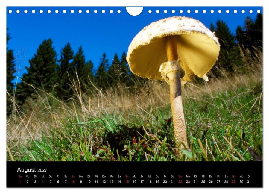 InsideView 13