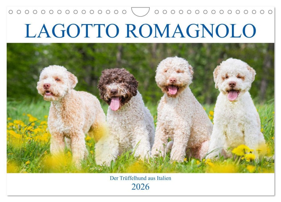 Lagotto Romagnolo - Der Trüffelhund aus Italien (Wandkalender 2026 DIN A4 quer), CALVENDO Monatskalender - Sigrid Starick