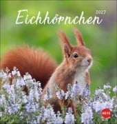 Cover-Bild zum Titel 'Eichhörnchen Postkartenkalender 2027' von ''