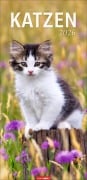 Katzen Kalender 2026 - 