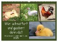 Wer gackert und schnattert denn da? Mit Enten und Hühnern durchs Jahr (Wandkalender 2025 DIN A2 quer), CALVENDO Monatskalender - Sabine Löwer
