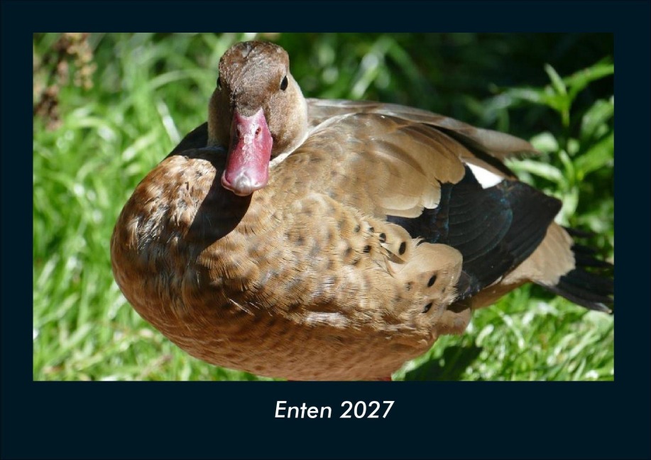 Enten 2027 Fotokalender DIN A4 - Tobias Schmitt, Kevin Heber