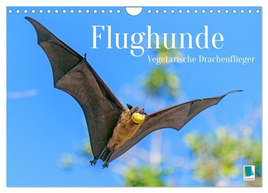 Flughunde: Vegetarische Drachenflieger (Wandkalender 2027 DIN A4 quer), CALVENDO Monatskalender - Calvendo