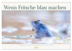 Cover-Bild zum Titel 'Wenn Frösche blau machen - das geheime Leben der Moorfrösche von Tanja Riedel (Wandkalender 2026 DIN A3 quer), CALVENDO Monatskalender' von 'Tanja Riedel'