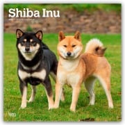Shiba Inu - Shiba 2026 - 16-Monatskalender - Browntrout Publishers