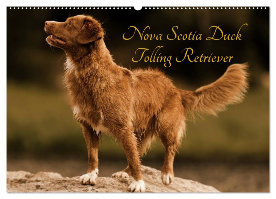 Nova Scotia Duck Tolling Retriever (Wandkalender 2025 DIN A2 quer), CALVENDO Monatskalender - Beatrice Müller Hundefotowerk