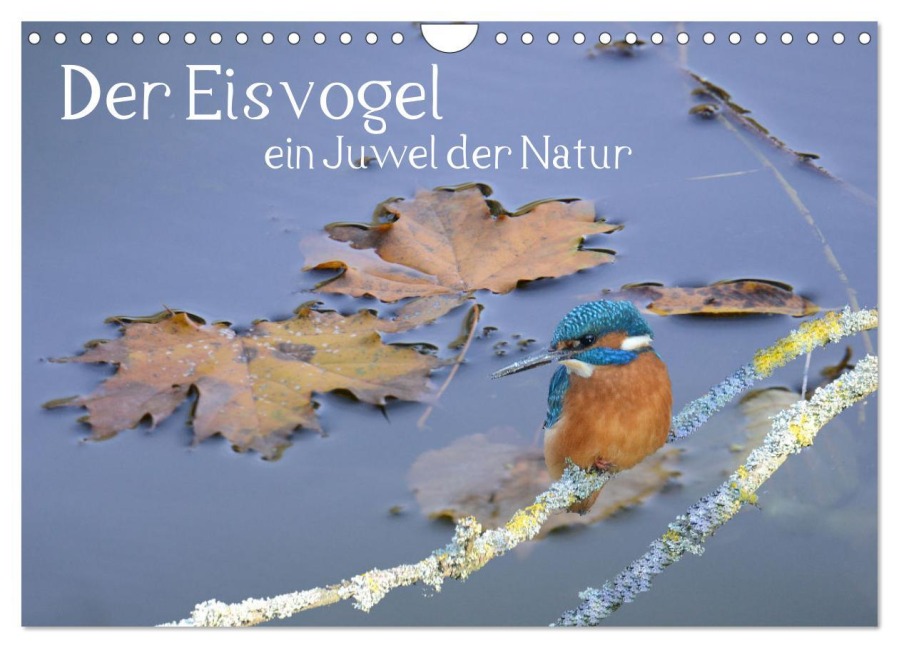 Der Eisvogel, ein Juwel der Natur (Wandkalender 2026 DIN A4 quer), CALVENDO Monatskalender - Rufotos Rufotos
