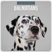 Dalmatians - Dalmatiner 2026 - 16-Monatskalender - Robin Red