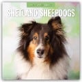 Shetland Sheepdogs - Sheltie 2025 - 16-Monatskalender - 