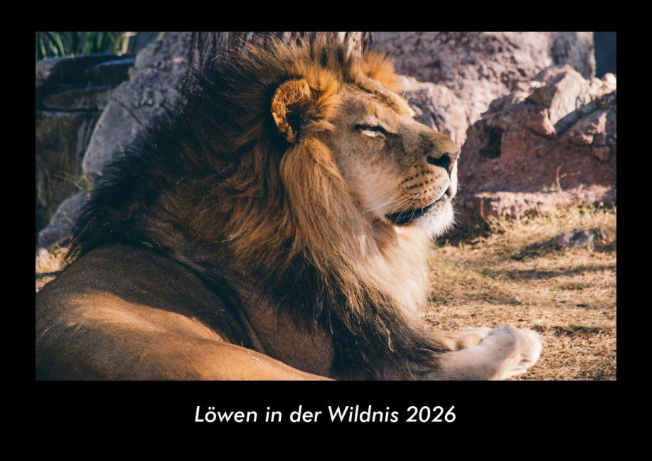 Löwen in der Wildnis 2026 Fotokalender DIN A3 - Tobias Becker