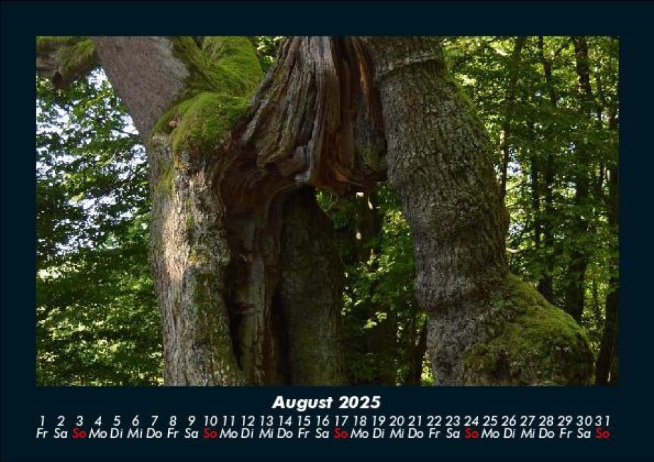 InsideView 12