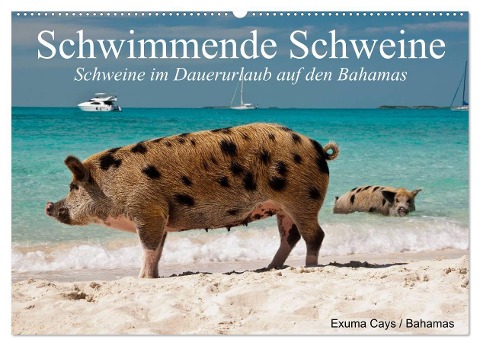 Schwimmende Schweine (Wandkalender 2024 DIN A2 quer), CALVENDO Monatskalender - Elisabeth Stanzer