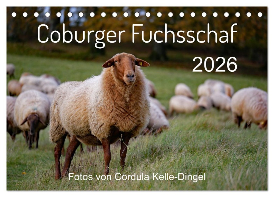 Coburger Fuchsschaf (Tischkalender 2026 DIN A5 quer), CALVENDO Monatskalender - Cordula Kelle-Dingel