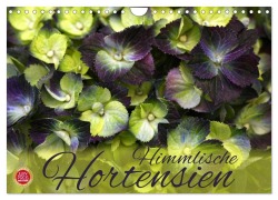Cover-Bild zum Titel 'Himmlische Hortensien (Wandkalender 2026 DIN A4 quer), CALVENDO Monatskalender' von 'Martina Cross'