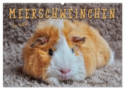 Meerschweinchen - so süß (Wandkalender 2026 DIN A2 quer), CALVENDO Monatskalender - Peter Roder