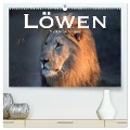 Löwen. Die Könige Afrikas (hochwertiger Premium Wandkalender 2025 DIN A2 quer), Kunstdruck in Hochglanz - Robert Styppaa