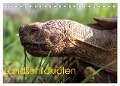 Landschildkröten (Tischkalender 2024 DIN A5 quer), CALVENDO Monatskalender - Marion Sixt