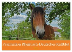 Faszination Rheinisch-Deutsches Kaltblut (Wandkalender 2025 DIN A3 quer), CALVENDO Monatskalender - Babett Paul - Babetts Bildergalerie