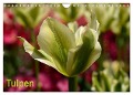Tulpen (Wandkalender 2024 DIN A4 quer), CALVENDO Monatskalender - Willi Haas