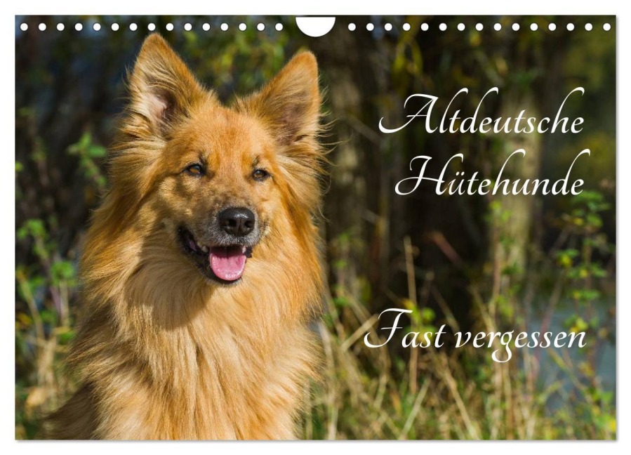 Altdeutsche Hütehunde - Fast vergessen (Wandkalender 2026 DIN A4 quer), CALVENDO Monatskalender - Sigrid Starick