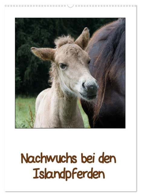 Nachwuchs bei den Islandpferden (Wandkalender 2026 DIN A2 hoch), CALVENDO Monatskalender - Angelika Beuck
