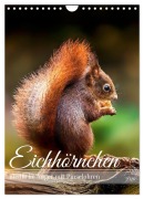 Cover-Bild zum Titel 'Niedlicher Nager - Das Eichhörnchen (Wandkalender 2026 DIN A4 hoch), CALVENDO Monatskalender' von 'Burkhard Pook - pnmedia'