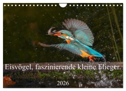Eisvögel, faszinierende kleine Flieger. (Wandkalender 2026 DIN A4 quer), CALVENDO Monatskalender - Wiebke von der Heyde