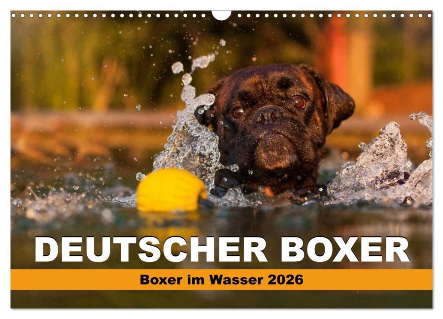 Deutscher Boxer - Boxer im Wasser 2026 (Wandkalender 2026 DIN A3 quer), CALVENDO Monatskalender - Kerstin Mielke