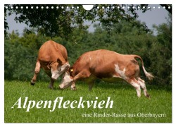 Cover-Bild zum Titel 'Alpenfleckvieh (Wandkalender 2026 DIN A4 quer), CALVENDO Monatskalender' von 'Karolina Gasteiger'