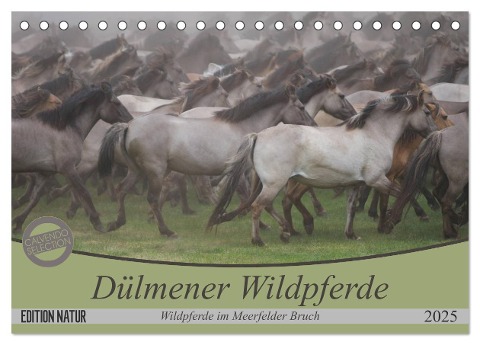 Dülmener Wildpferde - Wildpferde im Meerfelder Bruch (Tischkalender 2025 DIN A5 quer), CALVENDO Monatskalender - B. Mielewczyk