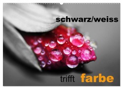 Cover-Bild zum Titel 'schwarz/weiß trifft farbe (Wandkalender 2026 DIN A2 quer), CALVENDO Monatskalender' von 'Cathrin Kaden'