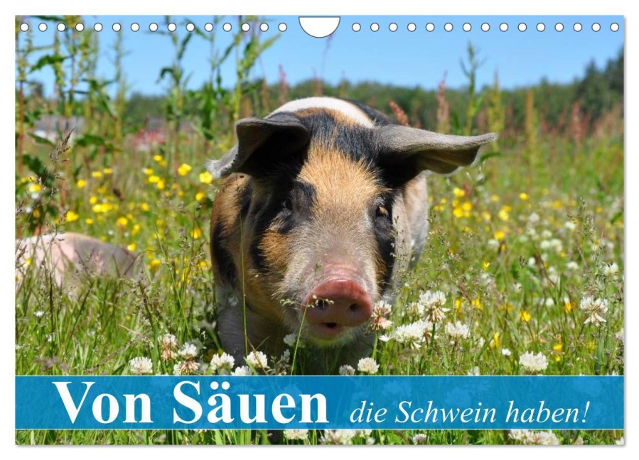 Von Säuen die Schwein haben! (Wandkalender 2025 DIN A4 quer), CALVENDO Monatskalender - Elisabeth Stanzer