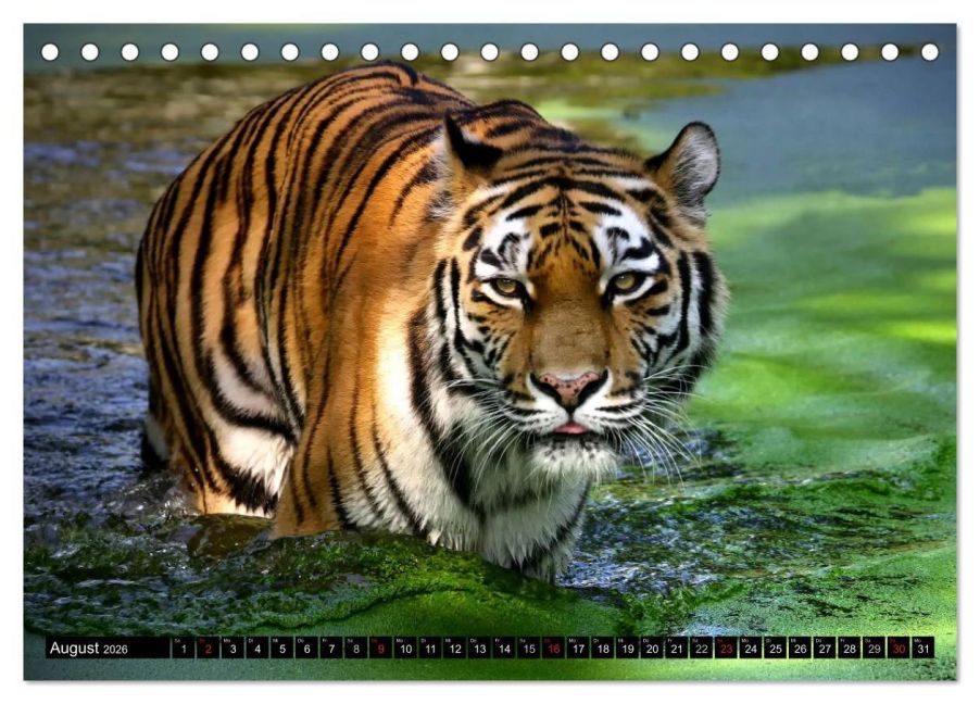 InsideView 13