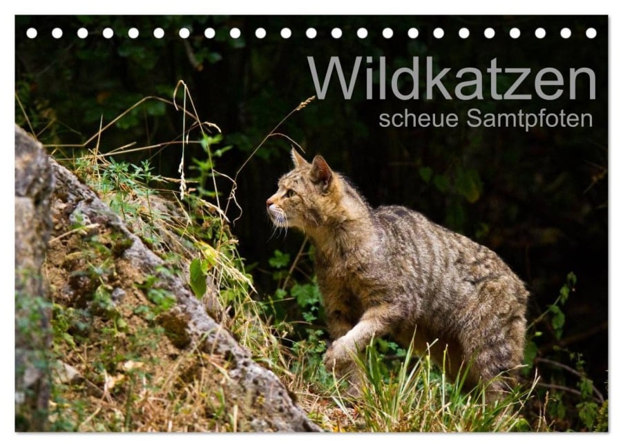 Wildkatzen - scheue Samtpfoten (Tischkalender 2026 DIN A5 quer), CALVENDO Monatskalender - Cloudtail The Snow Leopard