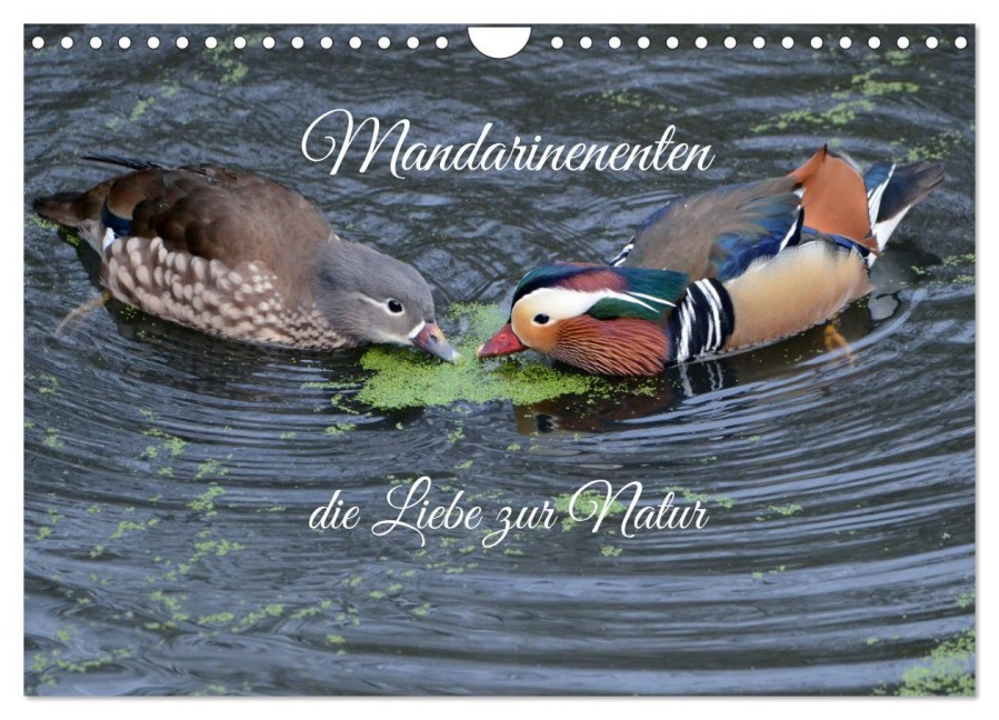 Mandarinenenten, die Liebe zur Natur (Wandkalender 2026 DIN A4 quer), CALVENDO Monatskalender - Rufotos Rufotos