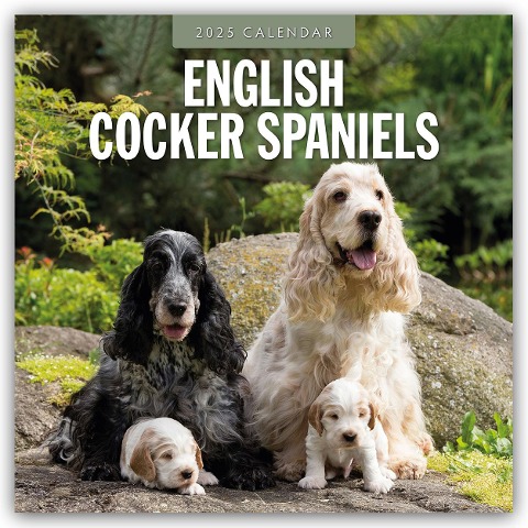 English Cocker Spaniels - Englisch Cocker Spaniel 2025 - 16-Monatskalender - 