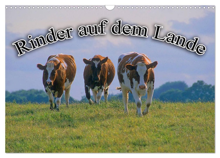 Rinder auf dem Lande (Wandkalender 2026 DIN A3 quer), CALVENDO Monatskalender - Bildagentur Geduldig